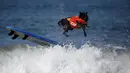 Seekor anjing melakukan aksi dengan papan surfingnya saat berlaga di Surf Dog Contest Surf City di Huntington Beach, California, Amerika Serikat, (27/9/2015). (REUTERS/Lucy Nicholson)