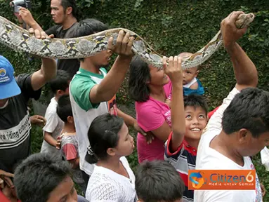 Penangkapan Ular Sanca