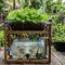 10 Cara Membuat Aquaponik dari Galon Bekas untuk Menanam Selada dan Memelihara Ikan di Rumah