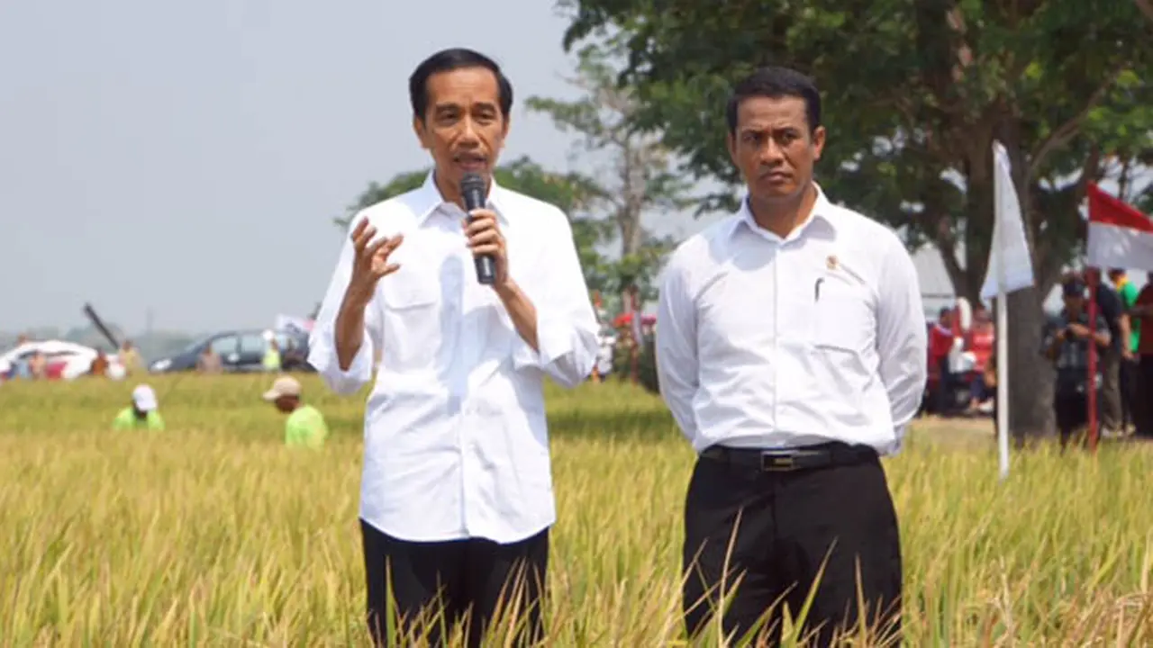 Fakta Menarik Saat Panen Raya Padi di Sukoharjo