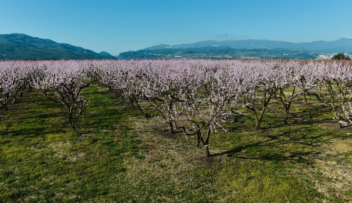 FOTO Musim Mekar Bunga Persik  Sulap Desa di Yunani Jadi 