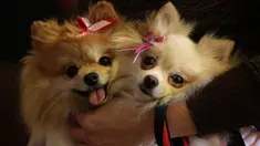 Seorang wanita mengelus anjing terrier Yorkshire miliknya saat Misa berlangsung dalam rangka menghormati Santo Fransiskus dari Assisi di Brasil, Rabu (4/10). Kegiatan Misa ini dilakukan tiap tahun dengan membawa hewan peliharaan. (AP Photo/Eraldo Peres)