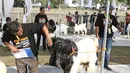 Juri saat menilai kontes ternak kambing kaligesing dalam acara Jambore Peternakan Nasional 2017 di Buperta Cibubur, Jakarta, Sabtu (23/9). Kontes ternak kambing kaligesing dikuti 120 peserta. (Liputan6.com/Herman Zakharia)
