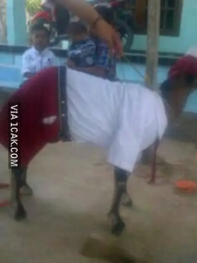 8 Momen Tingkah Absurd Kambing yang Bikin Orang Tepuk Jidat