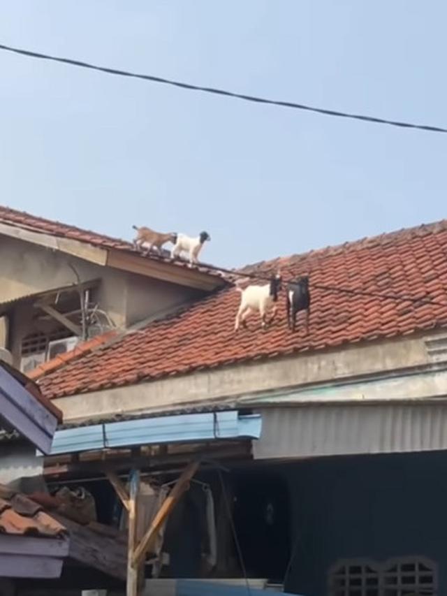 Viral Kambing Kurban Kabur ke Atap Rumah Warga, Bikin Heboh