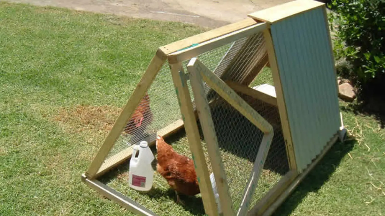 Jasa penyewaan ayam, bisnis unik mendulang uang.