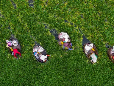 Foto dari udara memperlihatkan para petani memanen kastanye air di sebuah telaga di Taizhou, Provinsi Jiangsu, China, Senin (12/7/2021). Kastanye air adalah sayuran tajam dengan kulit cokelat tipis. (STR/AFP)