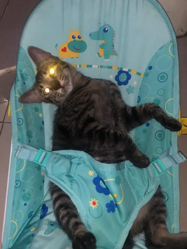 6 Potret Kucing Nyeleneh Gayanya Bak Seorang Bayi Ini Bikin Gemas