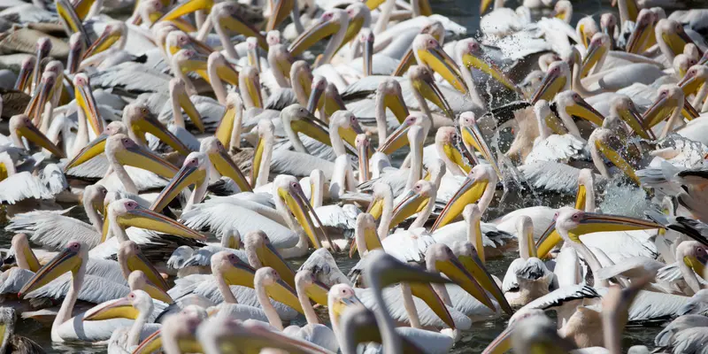 20161014-Pelican-bermigrasi-Afpphoto1