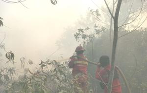 Ilustrasi Karhutla di Riau. (Dok. Antara)