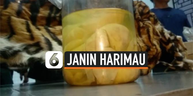 VIDEO: 4 Janin Harimau Sumatera Ditemukan dalam Toples