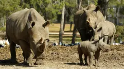 Bayi badak putih betina, Karen Peles berdiri dekat induknya di kebun binatang terbuka, Ramat Gan Safari di Israel, 21 Januari 2019. Karen merupakan bayi kelima dari seekor badak putih berusia 25 tahun  bernama Tanda. ( JACK GUEZ / AFP)