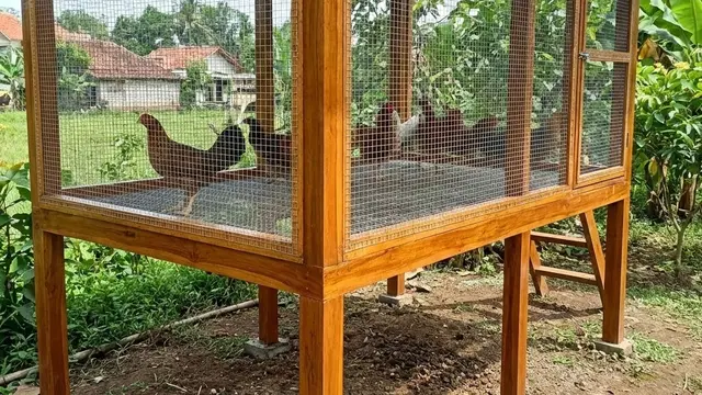 Desain Kandang Ayam Kombinasi Kayu dan Kawat Galvanis Premium