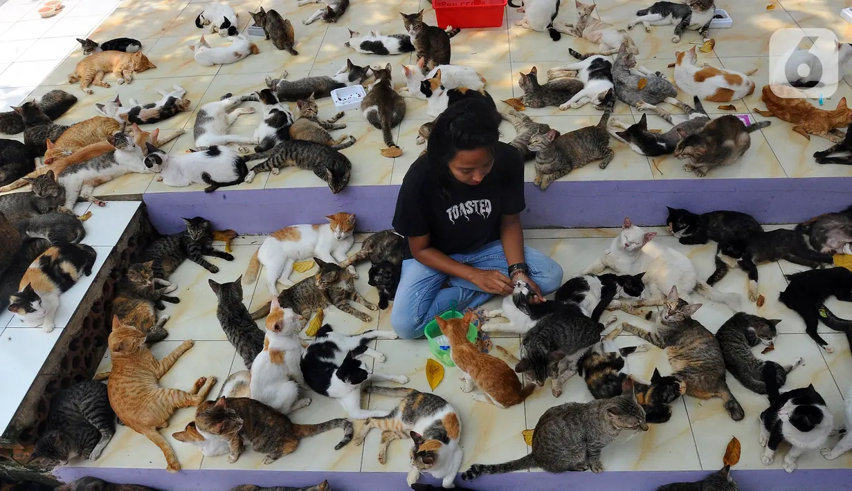 Penjaga kandang merawat kucing lokal terlantar di rumah penampungan kucing dan anjing terlantar Clow di kawasan Parung, Bogor, Jawa Barat, Kamis (22/9/2022). Saat ini, ada sekitar 1.300 kucing lokal yang terlantar di jalanan dipelihara di rumah penampungan ini. (merdeka.com/Arie Basuki)