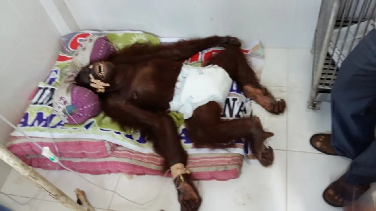 Berbeda dengan Pony, Orangutan Sari Tewas Setelah Diperkosa