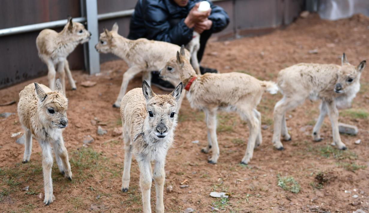 Seorang staf memberi makan bayi antelop Tibet di stasiun perlindungan Danau Zonag di Hoh Xil, Provinsi Qinghai, China (16/7/2020). Petugas patroli berhasil menyelamatkan 11 ekor bayi antelop Tibet di cagar alam nasional Hoh Xil pada tahun ini. (Xinhua/Xue Yubin)