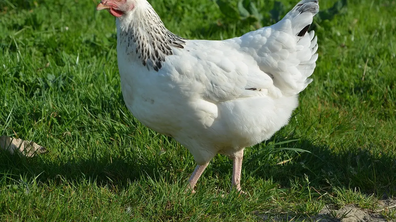 Ayam betina