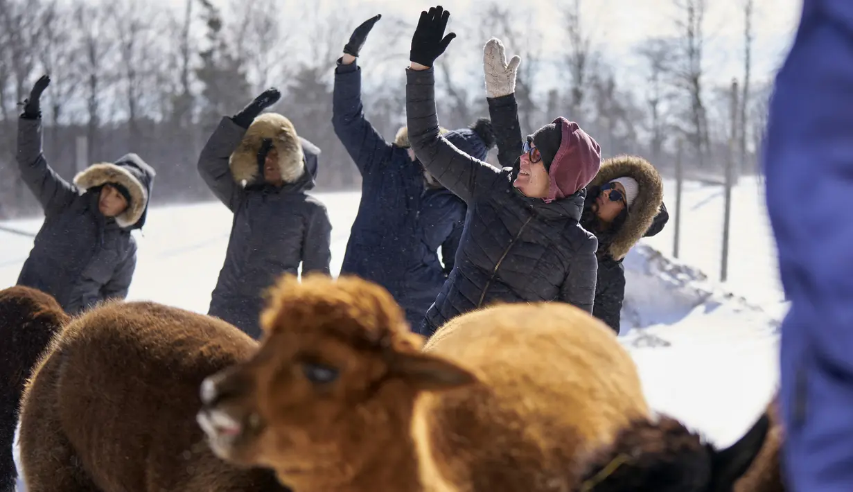 Kim Solga mengikuti kelas Yoga Salju bersama Alpaca di salju di Brae Ridge Farm and Sanctuary dekat Guelph, Ontario, pada 20 Februari 2022. Selusin orang mengikuti kelas yoga di luar ruangan dikelilingi oleh alpaca di musim dingin Kanada yang membekukan. (Geoff Robins / AFP)