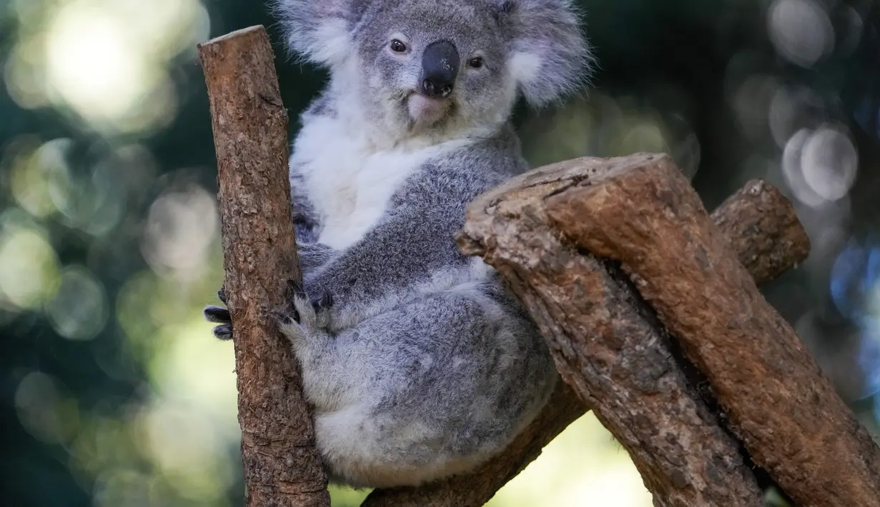 Para ilmuwan Australia telah mulai memvaksinasi koala liar untuk melawan klamidia dalam sebuah uji coba lapangan yang ambisius di New South Wales. (AP Photo/Mark Baker)