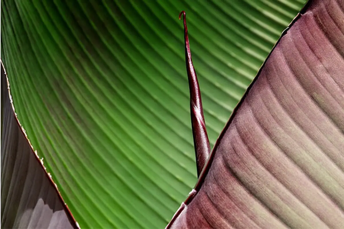 Ilustrasi Daun Pisang