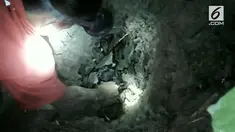 Berniat berburu burung puyuh di malam hari, sejumlah remaja di Sragen Jawa Tengah justru menemukan ular phyton di belukar tak jauh dari kampung mereka.