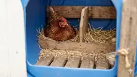 6 Desain Kandang Ayam Petelur Modern Hemat Tempat yang Cocok untuk Halaman Rumah Sempit
