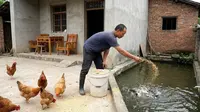 Pakan Ternak Apa yang Bisa untuk Ayam Sekaligus Ikan? Solusi Budidaya Hemat Biaya