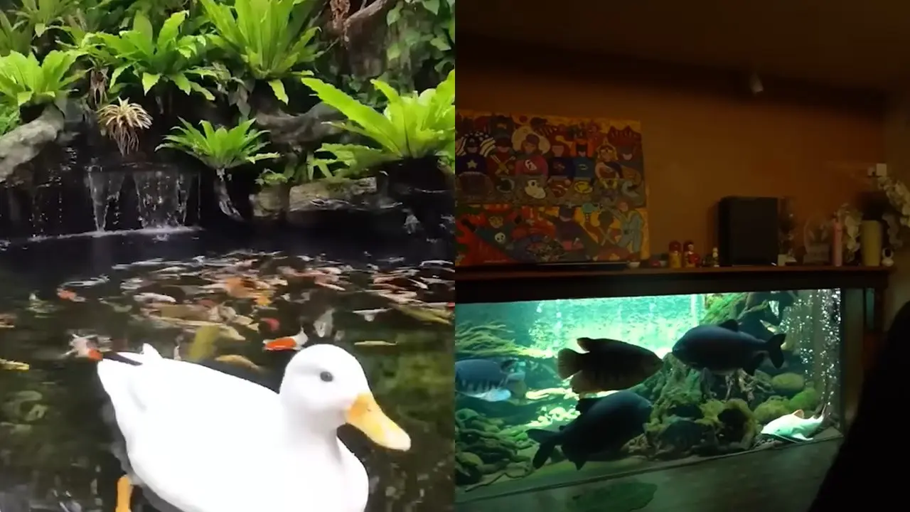 Potret kolam ikan di rumah Irfan Hakim