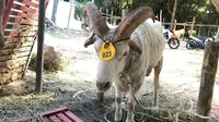 Domba Garut bertanduk empat dan berbobot 60 kilogram dijual Rp 12 juta (Foto: Liputan6.com/Dian Kurniawan)
