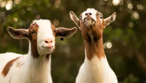 Kambing Bernama Goldie Curi Perhatian di Tengah Kebakaran Colorado