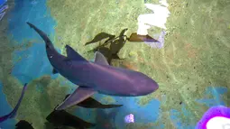 Kolam berisi ikan hiu di ruang bawah tanah sebuah rumah di LaGrangeville, New York, 23 Agustus 2017. Belum diketahui apakah hiu itu hewan peliharaan atau sengaja disimpan untuk niat jahat. (New York State Department of Environmental Conservation via AP)