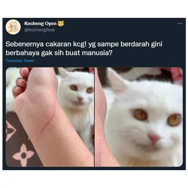 7 Potret Ulah Kucing Bandel Cakar Majikan Ini Bikin Ngilu