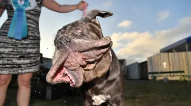 Martha, anjing Neapolitan Mastiff, menggerakan kepalanya usai memenangkan gelar ‘Anjing Terjelek di Dunia’ dalam kompetisi tahunan di Petaluma, California, 23 Juni 2017. Pemenang kontes ini mendapatkan tropi dan uang tunai US$ 1500. (JOSH EDELSON/AFP)