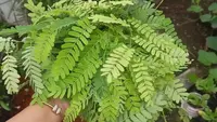 Cara Mengolah Daun Asam Liar Menjadi Sayur Lezat dan Menyegarkan