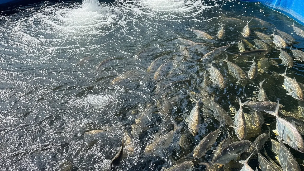 Ikan bawal di kolam air deras (Image by Gemini AI)