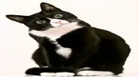Kucing Hilang, sang Pemilik Perpanjang Liburannya