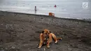 Seekor anjing duduk di atas pasir kawasan wisata Pantai Amed, Bali, Selasa (5/12). Erupsi Gunung Agung membuat sektor pariwisata di Pulau Dewata, terutama wilayah Amed sepi dari wisatawan, baik lokal maupun mancanegara. (Liputan6.com/Immanuel Antonius)