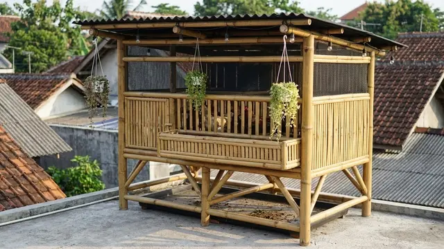 Kandang Ayam di Rooftop Rumah