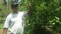 Berkah Kontan Puasa Senin-Kamis dari Kebun Jeruk Warga Ponorogo