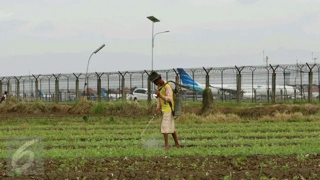 20170106- Menanam Sayur di Belakang Bandara-Tangerang-Angga Yuniar