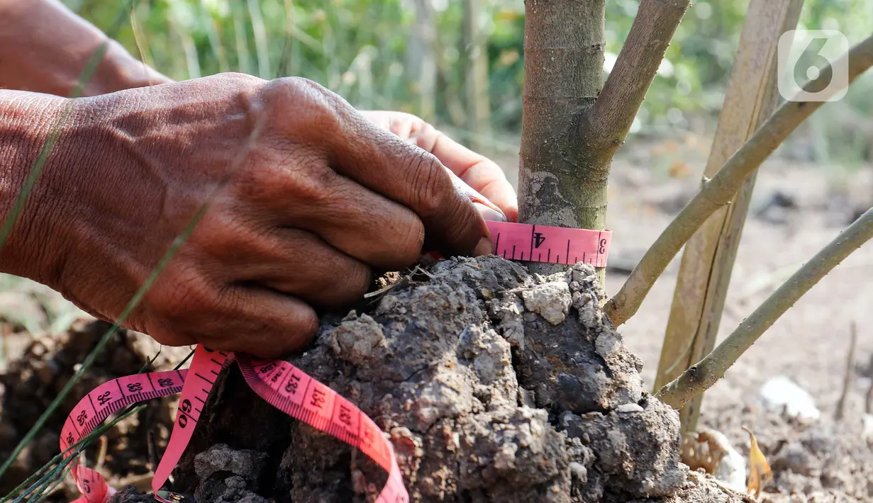 Program penanaman serta perawatan hutan mangrove ini merupakan bentuk tanggung ajwab sosial lingkungan yang dihadirkan PT Kilang Pertamina Internasional Project Sumatera untuk penyerapan emisi karbon. (Liputan6.com/Herman Zakharia)