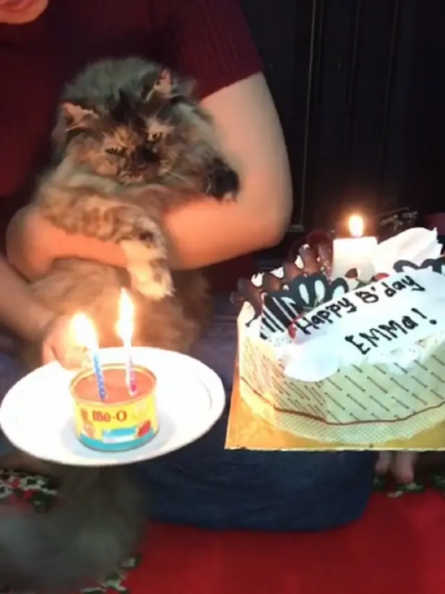 kucing ulang tahun