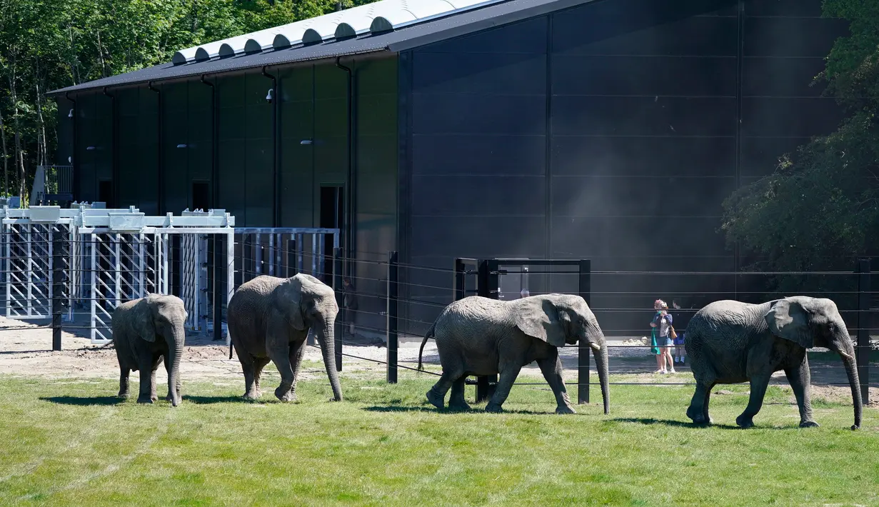Empat gajah sirkus yang sudah pensiun berjalan di kandang mereka yang baru dibuat di Taman Safari Knuthenborg, Denmark, Sabtu (30/5/2020). Pemerintah Denmark membeli gajah-gajah tersebut pada tahun lalu dan memberlakukan larangan hewan lliar di sirkus. (Claus Bech / Ritzau Scanpix via AP)