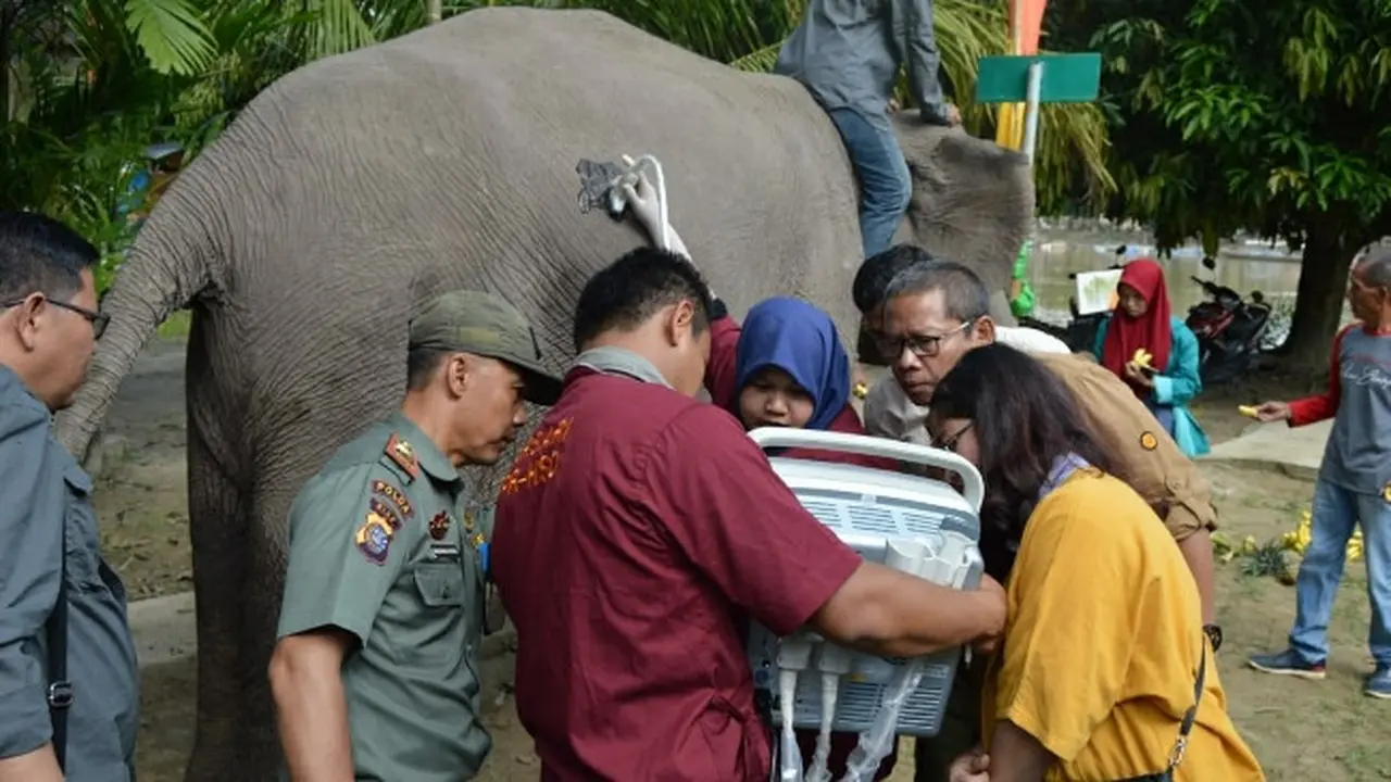 Gajah Ngatini jalani proses USG untuk melihat janin yang tengah dikandungnya.