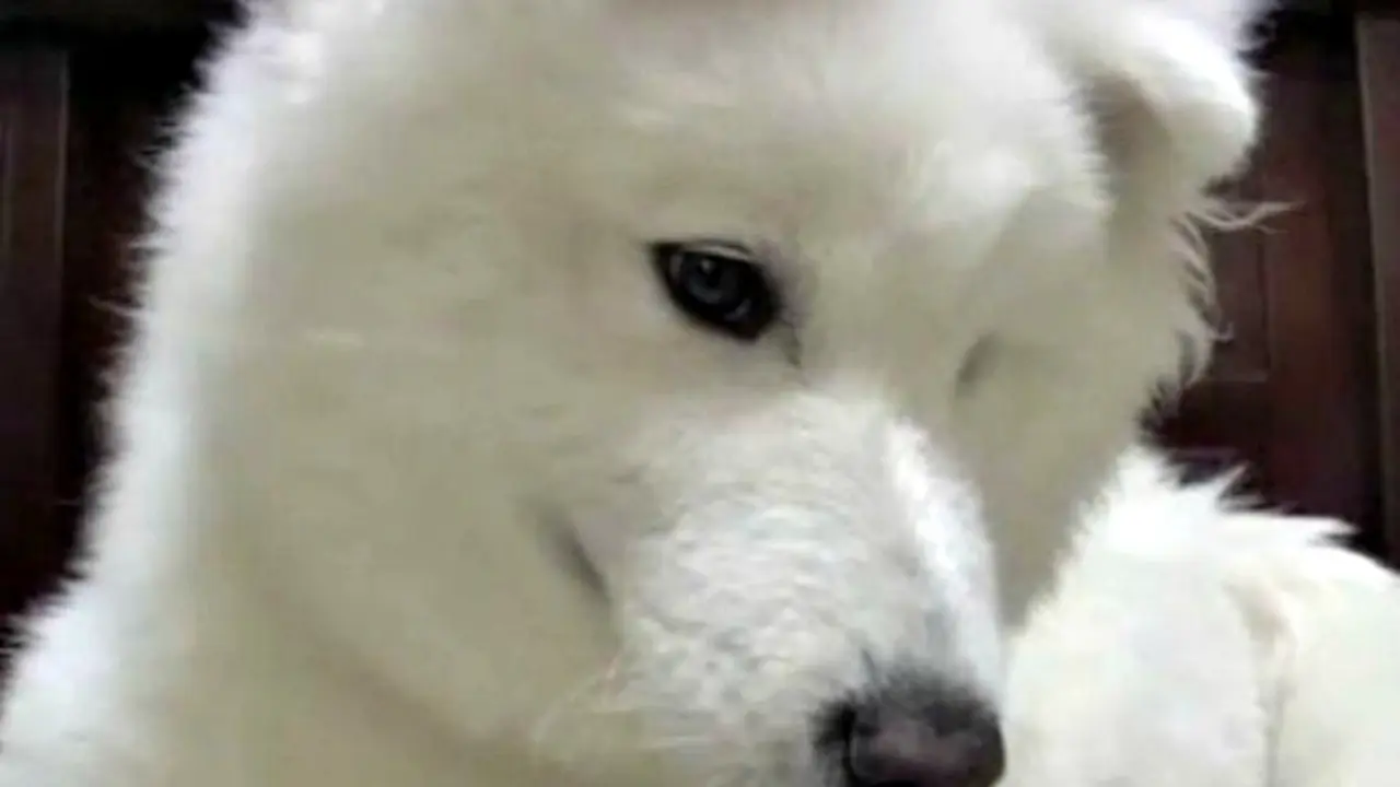 Potato, si Anjing Pandai Matematika