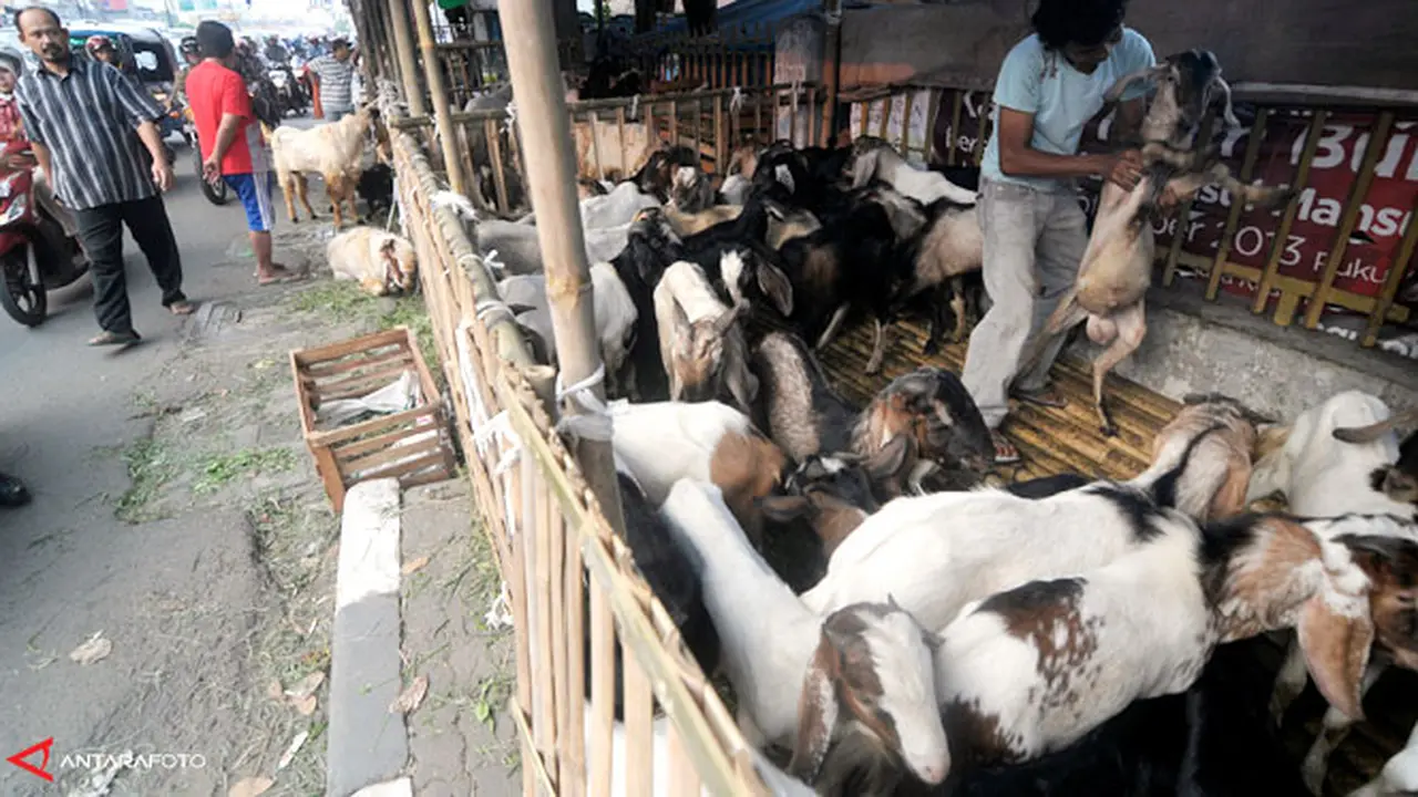 pedagang-kambing-131011b.jpg