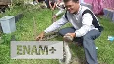 Ular Phyton yang telah memangsa ayam bersarang di lantai kantor BKD Provinsi Bengkulu. Beruntung warga dan staf kantor bisa menangkap ular itu dan memindahkannya ke tempat yang aman.