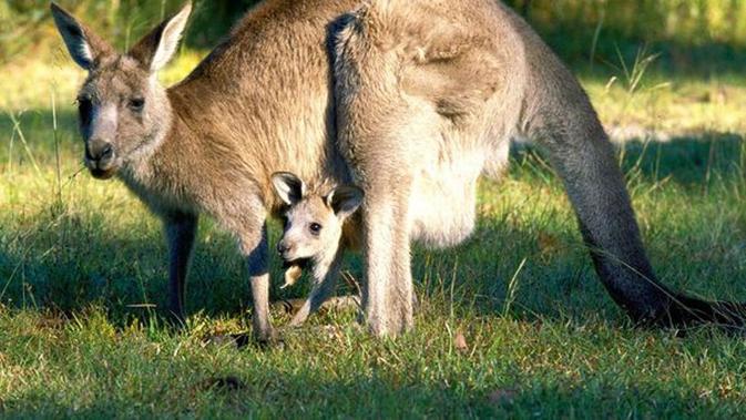 Kanguru, salah satu hewan khas dari Australia yang akan menjadi penghuni baru Taman Safari Indonesia 2.