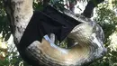 Seekor ular piton berukuran 3 meter tertangkap kamera saat melahap seekor kelelawar yang juga berukuran cukup besar di Sunshine Beach, Queensland, Kamis (2/7/2015). (Dailymail)