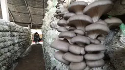 Seorang warga memeriksa pertumbuhan jamur-jamur pangan di sebuah rumah kaca di Wilayah Luannan, Provinsi Hebei, China utar (7/10/2020). Output tahunan dari berbagai jenis jamur pangan di wilayah tersebut mencapai lebih dari 10 juta kilogram. (Xinhua/Yang Shiyao)